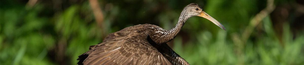 中等大小的棕色鸟，长脖子和喙，开始从绿色的草地上起飞